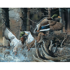 Ducks Unlimited - Beaver Pond